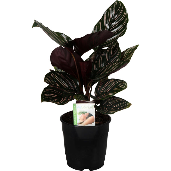 Calathea Ornata - 12CM