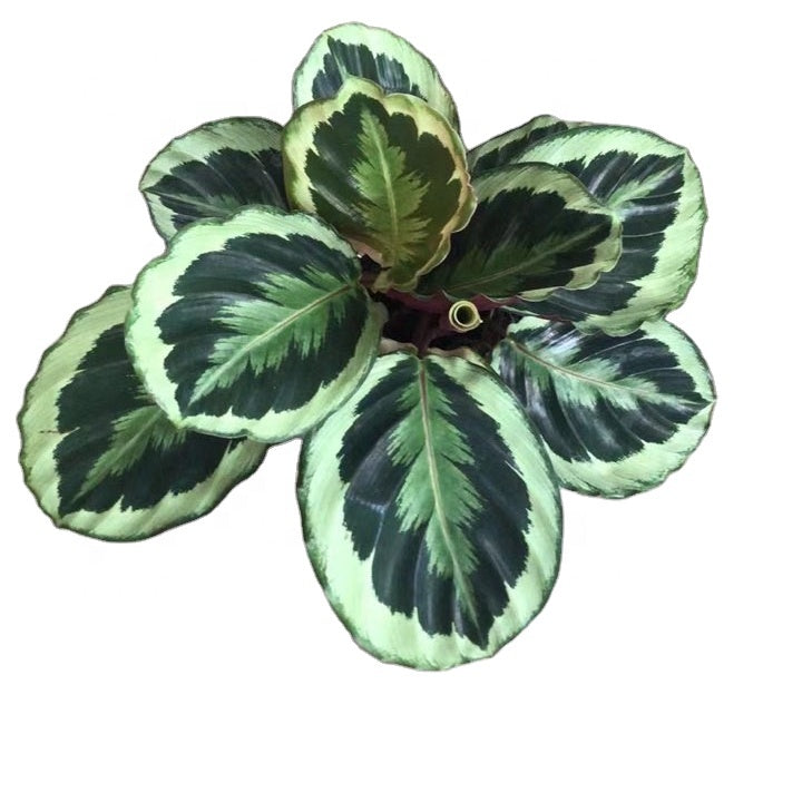 Calathea Shine-Star - 14CM