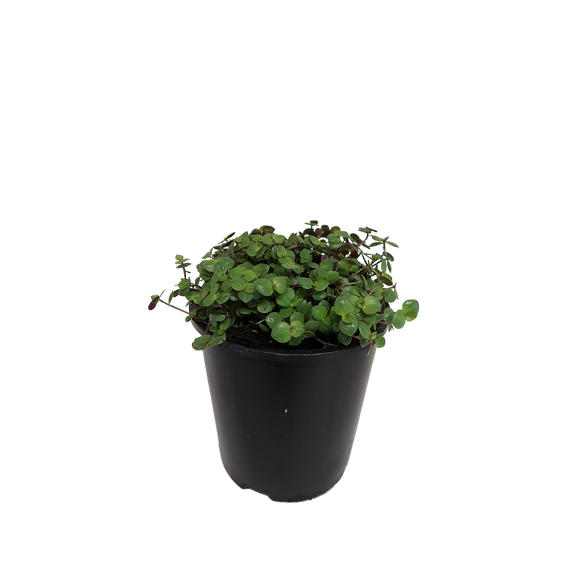 Callisia Repens - 2.4L