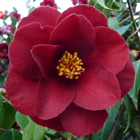 Camellia Royal Velvet