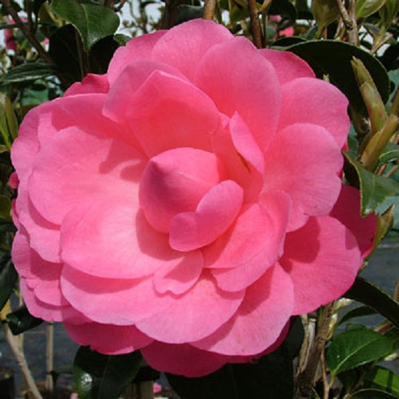 Camellia Waterlily