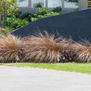 Carex Testacea - 3.5L