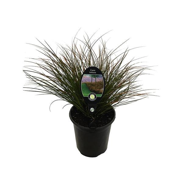 Carex Testacea - 3.5L
