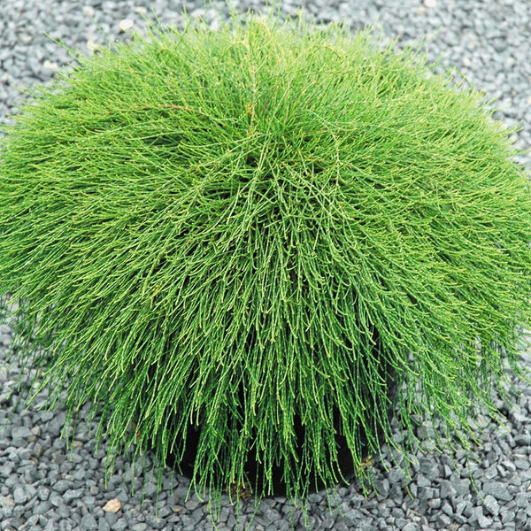 Casuarina Cousin It - 2.4L