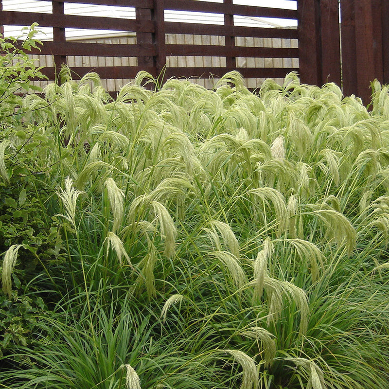 Chionchola Flavicans - 3.5L