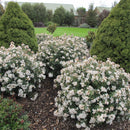 Choisya White Dazzler - 2.4L