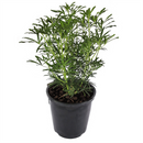 Choisya White Dazzler - 2.4L