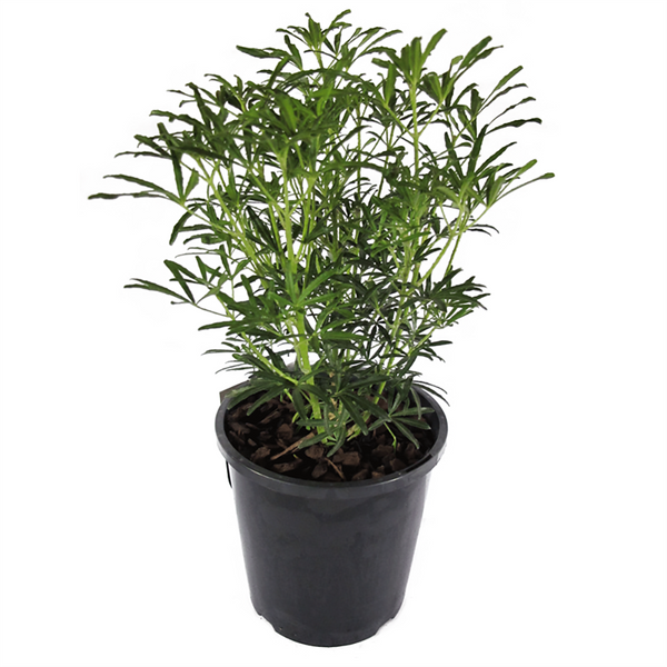 Choisya White Dazzler - 2.4L