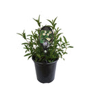 Cistus Lusitanicus - 3.5L