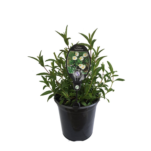 Cistus Lusitanicus - 3.5L