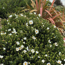 Cistus Lusitanicus - 3.5L