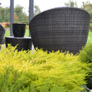 Coleonema Sunset Gold - 3.5L