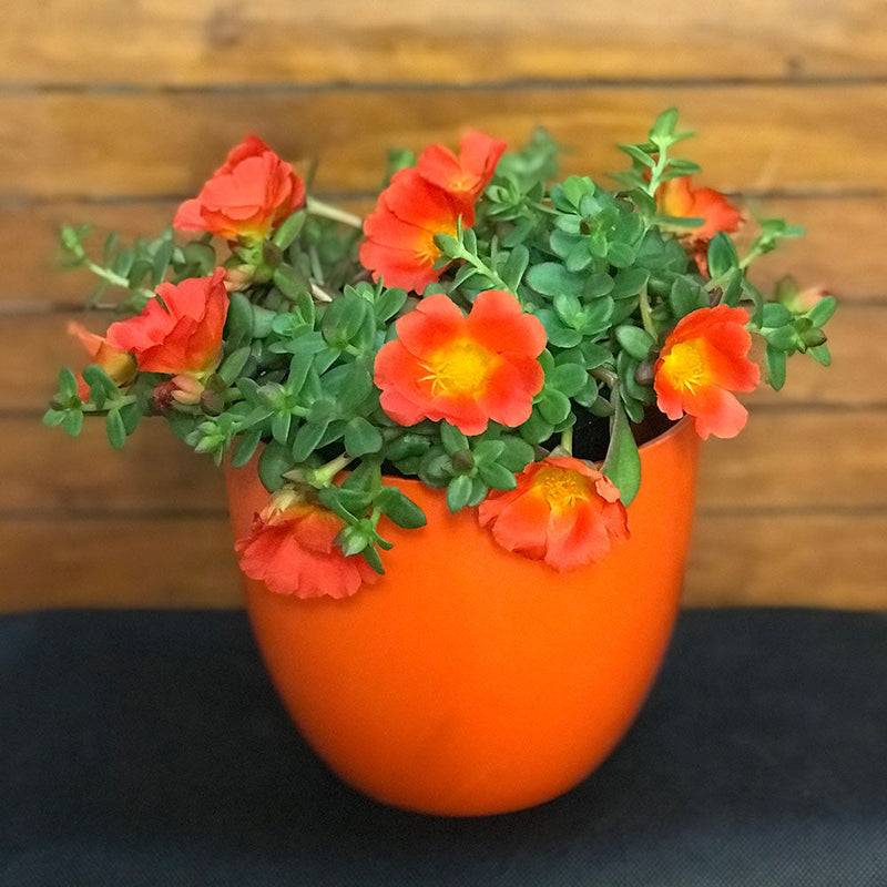 Portulaca ColourBlst Tangerine - 1.5L