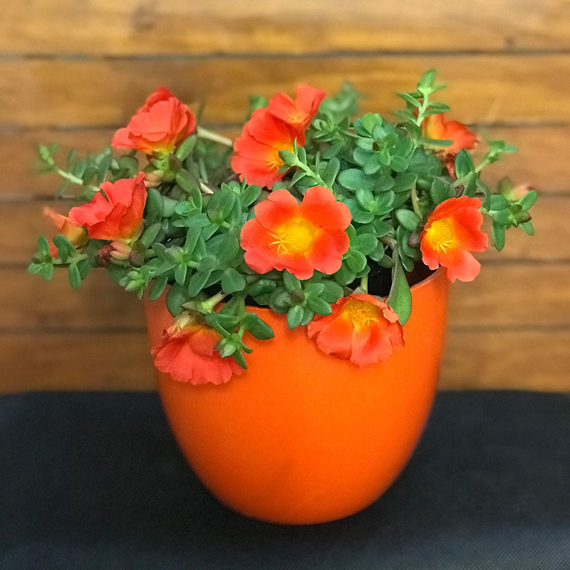 Portulaca ColourBlst Tangerine - 1.5L