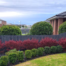 Coprosma Pacific Sunrise - 2.5L