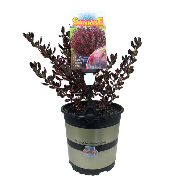 Coprosma Pacific Sunrise - 2.5L