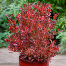 Coprosma Pacific Sunset - 2.5L