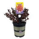 Coprosma Pacific Sunset - 2.5L