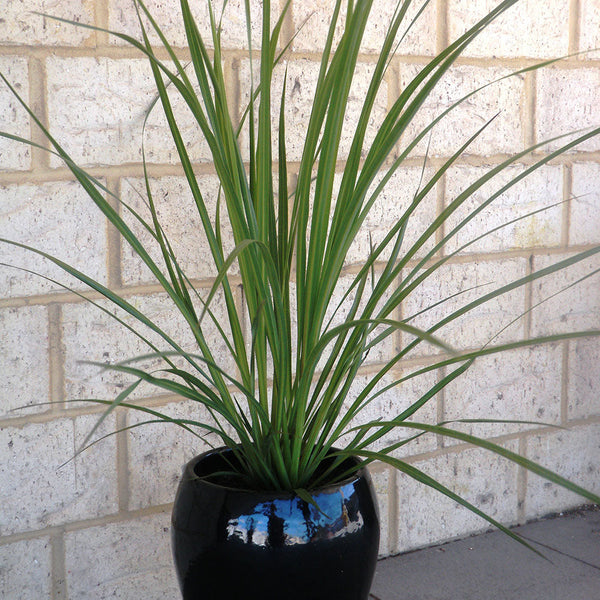 Cordyline Lime Fountain - 2.5L