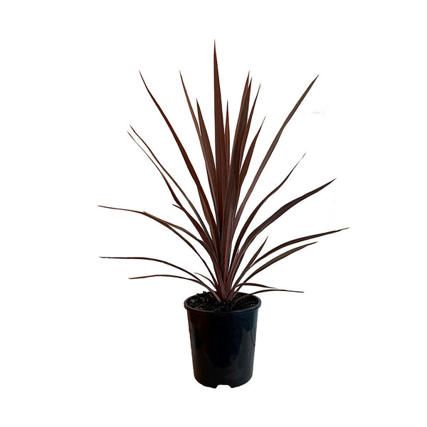 Cordyline Red Star - 1.9L