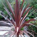 Cordyline Red Star - 1.9L