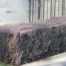 Corokia Bronze King - 3.5L