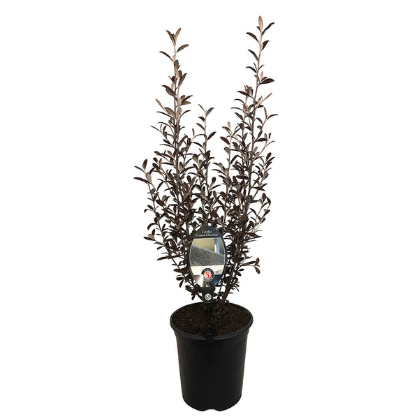 Corokia Frosted Chocolate - 3.5L