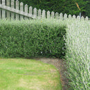 Corokia Geentys Green - 3.5L