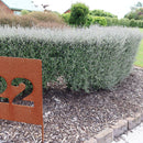 Corokia Silver Prince - 1.9L