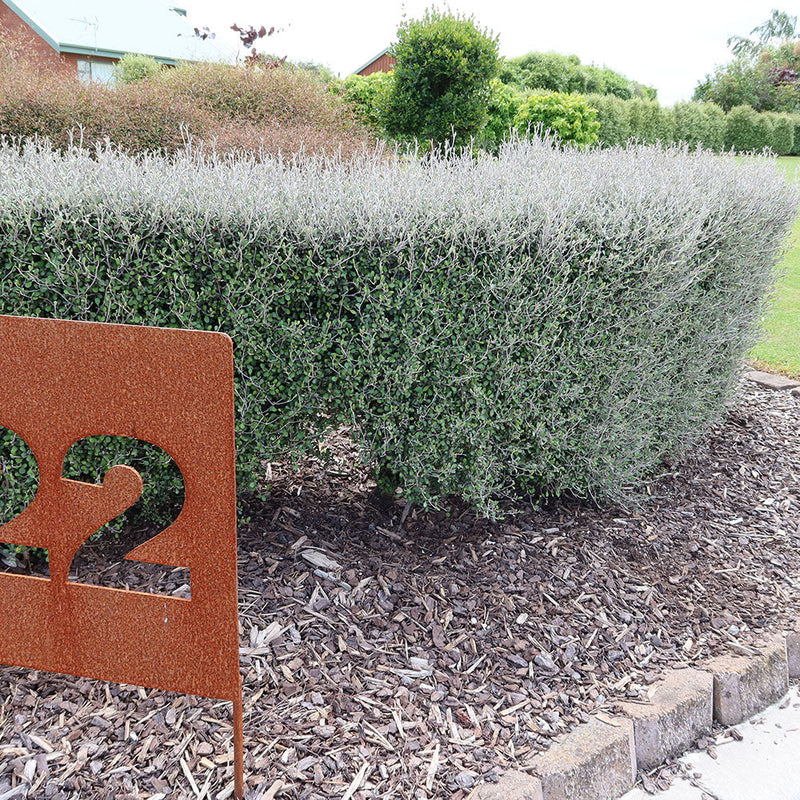 Corokia Silver Prince - 1.9L