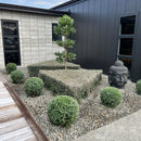 Corokia Silver Prince - 1.9L