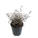 Corokia Silver Prince - 1.9L