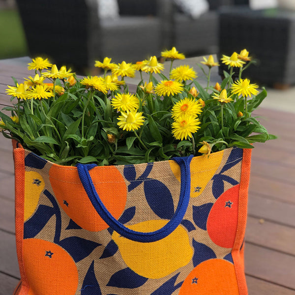 Cottage Bracteantha Lemon - 1.5L