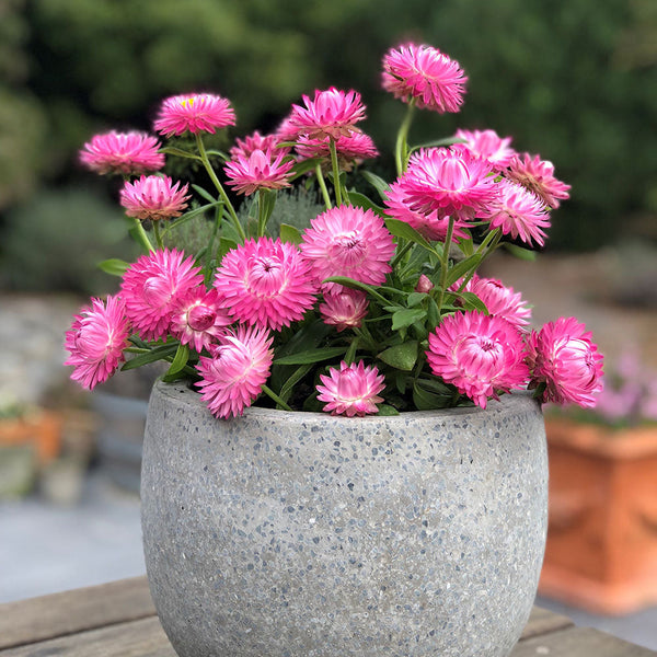 Cottage Bracteantha Pink - 1.5L