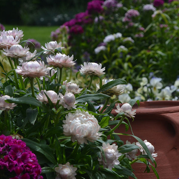 Cottage Bracteantha White - 1.5L