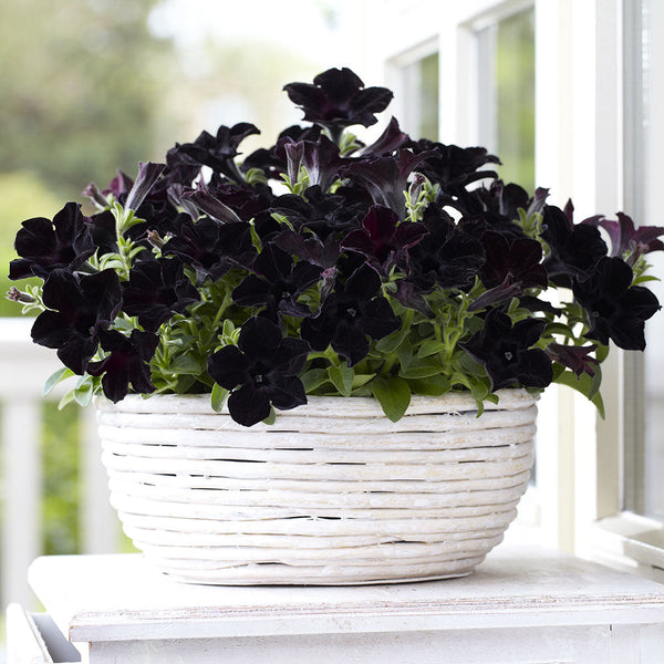 Crazytunia Black Mamba - 1.5L