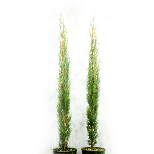 Cupressus Totem Hybrid - 4.5L