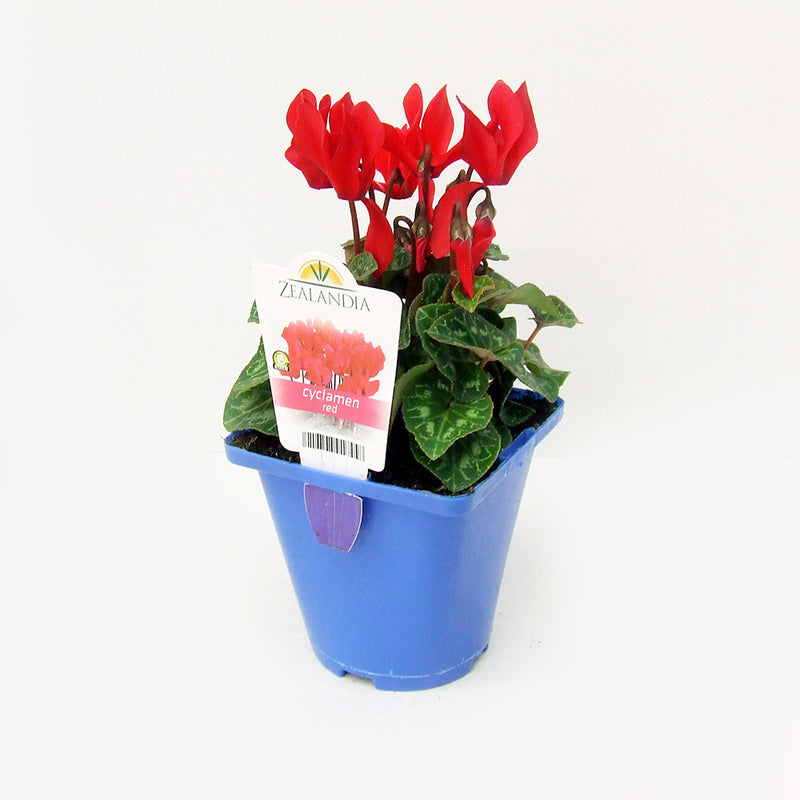 Zealandia Cyclamen Red - 10CM