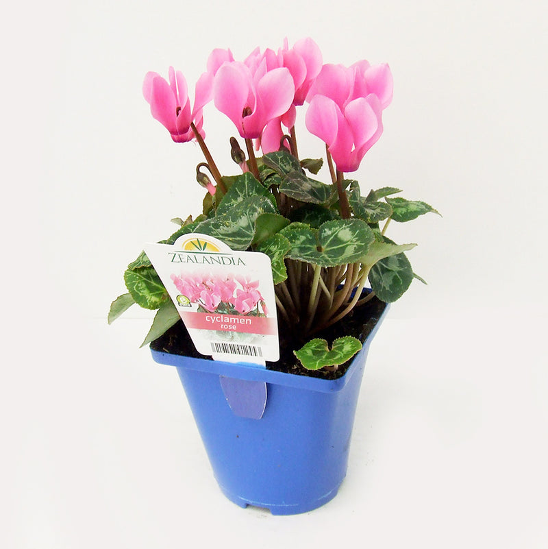 Zealandia Cyclamen Rose - 10CM