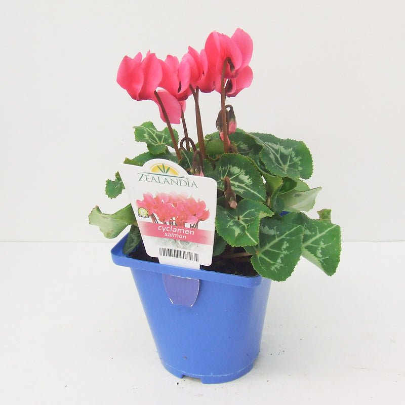 Zealandia Cyclamen Salmon - 10CM