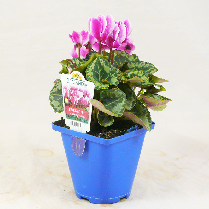 Zealandia Cyclamen Snowridge Purple - 10CM