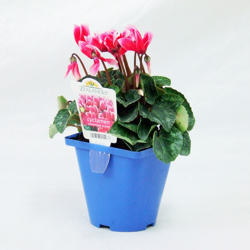 Zealandia Cyclamen Snowridge Scarlet - 10CM