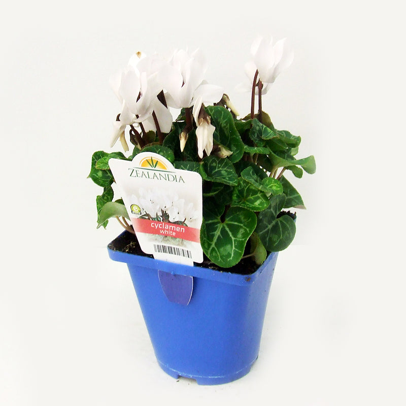 Zealandia Cyclamen White - 10CM