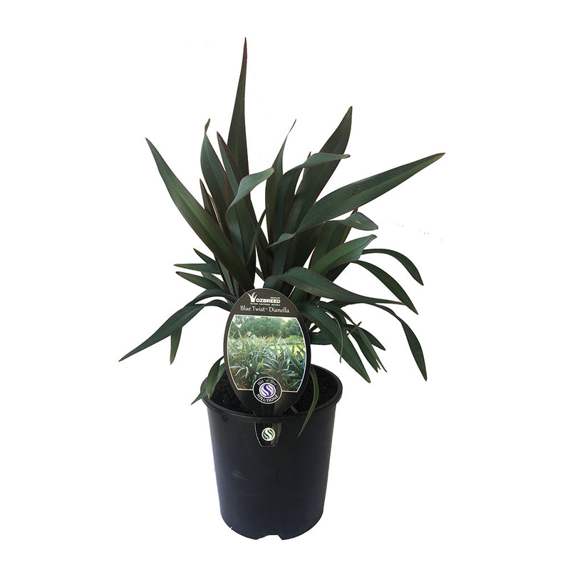 Dianella Blue Twist - 1.9L