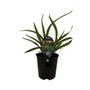 Dianella Emerald Arch - 1.9L