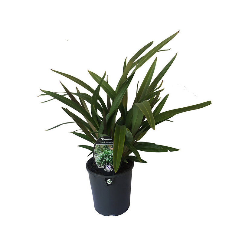 Dianella Tasred - 1.9L