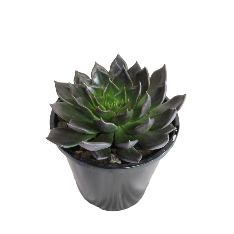black succulent plant nz Echeveria Black Prince