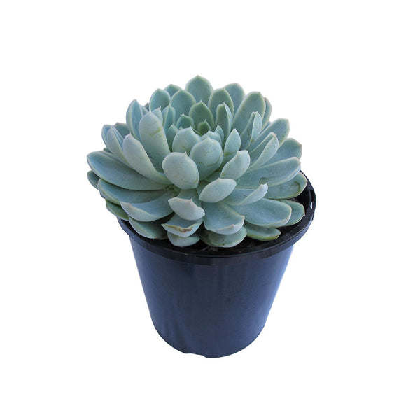 Echeveria Elegans - 2.4L