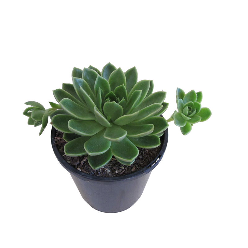 Echeveria Green Waterlily - 2.4L