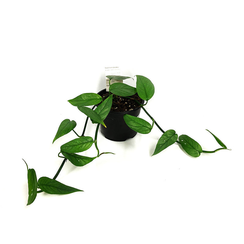 Epipremnum Cebu Blue - 14cm